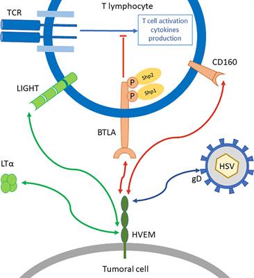 BTLA-HVEM Couple in Health and Diseases: Insights for Immunotherapy in Lung Cancer